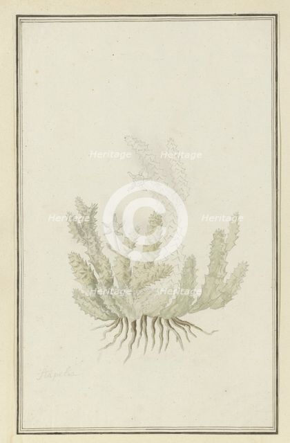 Duvalia caespitosa (Masson) Haw (Milkweed), 1777-1786. Creator: Robert Jacob Gordon.