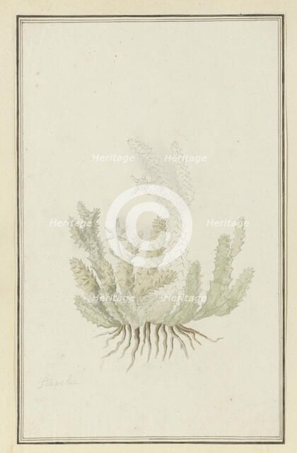 Duvalia caespitosa (Masson) Haw (Milkweed), 1777-1786. Creator: Robert Jacob Gordon.