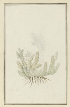 Duvalia caespitosa (Masson) Haw (Milkweed), 1777-1786. Creator: Robert Jacob Gordon