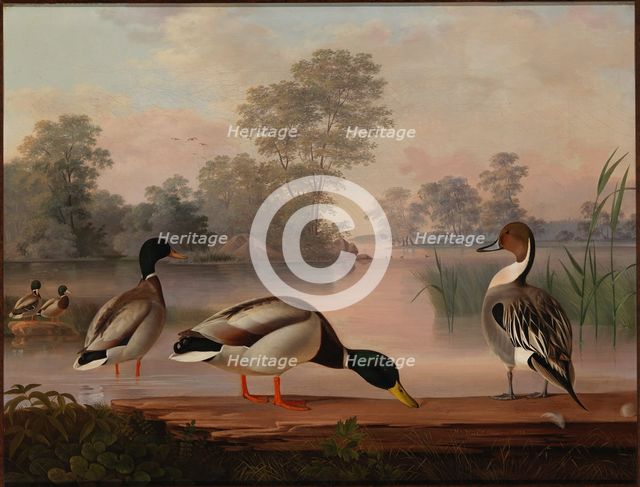 Ducks, 1853. Creator: Magnus von Wright.