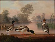 Ducks, 1853. Creator: Magnus von Wright