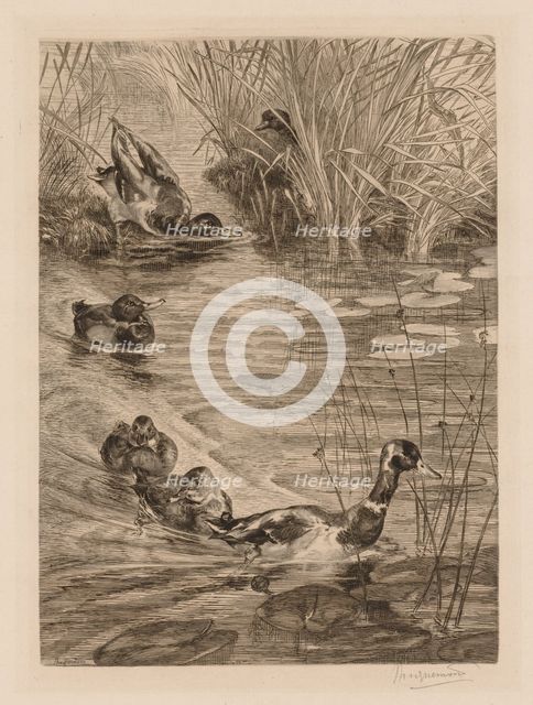 Ducks at play, c. 1870. Creator: Félix Bracquemond (French, 1833-1914).
