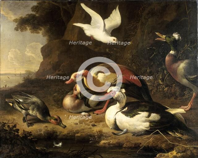 Ducks, c.1675-c.1680. Creator: Melchior d'Hondecoeter.