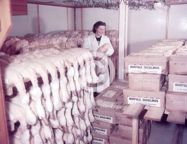 Ducks in cold storage, turkey and duck farm, Norfolk, c1955. farm of Mr G. W. Nurse of Gt Hockham Creator: Arthur Charles Kirby Ware.