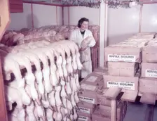 Ducks in cold storage, turkey and duck farm, Norfolk, c1955. farm of Mr G. W. Nurse of Gt Hockham Creator: Arthur Charles Kirby Ware