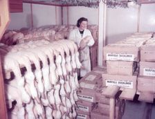Ducks in cold storage, turkey and duck farm, Norfolk, c1955. farm of Mr G. W. Nurse of Gt Hockham Creator: Arthur Charles Kirby Ware