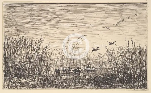 Ducks in the Marshes, [1862], reprinted 1921. Creator: Charles Francois Daubigny.