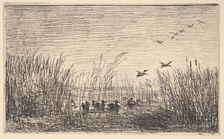 Ducks in the Marshes, [1862], reprinted 1921. Creator: Charles Francois Daubigny