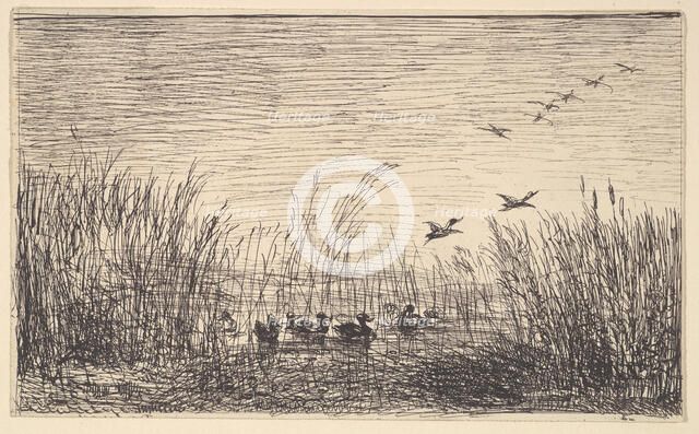 Ducks in the Marshes, [1862], reprinted 1921. Creator: Charles Francois Daubigny.
