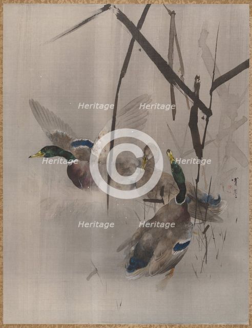 Ducks in the Rushes, ca. 1887. Creator: Watanabe Seitei.