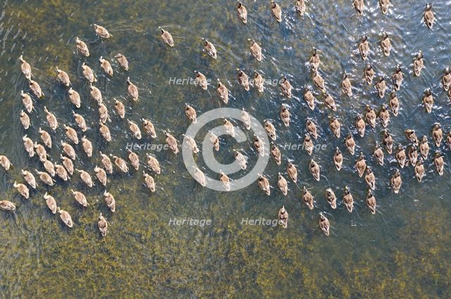 Ducks on a pond, Allerton Park, Allerton Mauleverer, North Yorkshire, 2019. Creator: Alun Bull.