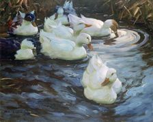Ducks on a Pond c1884-1932. Artist: Alexander Koester