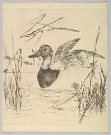 Duck, 1850-1914. Creator: Felix Bracquemond