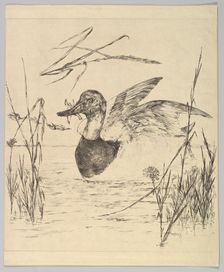 Duck, 1850-1914. Creator: Felix Bracquemond