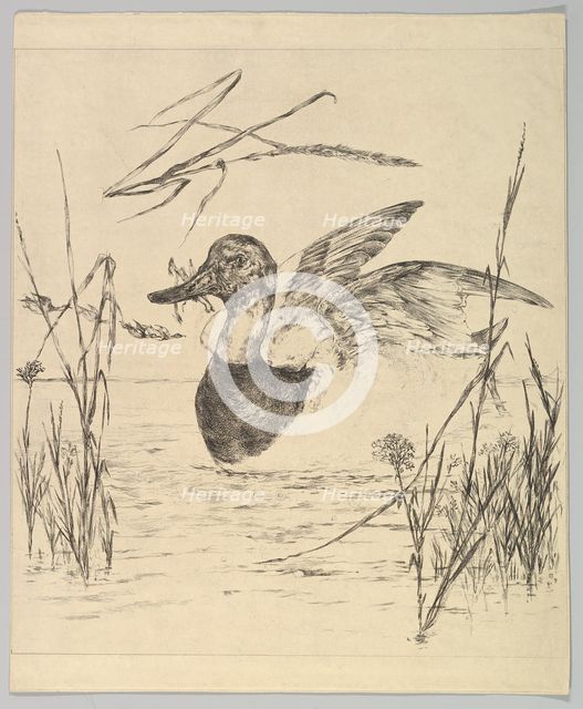 Duck, 1850-1914. Creator: Felix Bracquemond.