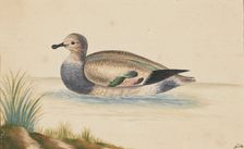 Duck swimming to the left, 17th century. Creator: Pieter Holsteyn