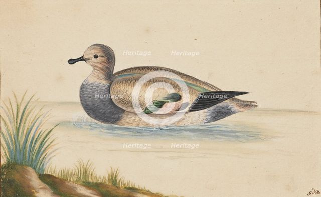 Duck swimming to the left, 17th century. Creator: Pieter Holsteyn.