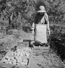 Dumping full sack of picked pears to lug box..., Yakima Valley, Wahington, 1939. Creator: Dorothea Lange