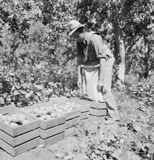 Dumping full sack of picked pears to lug box..., Yakima Valley, Washington, 1939. Creator: Dorothea Lange