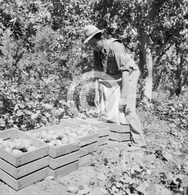 Dumping full sack of picked pears to lug box..., Yakima Valley, Washington, 1939. Creator: Dorothea Lange.