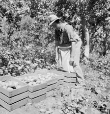 Dumping full sack of picked pears to lug box..., Yakima Valley, Washington, 1939. Creator: Dorothea Lange