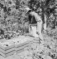 Dumping full sack of picked pears to lug box..., Yakima Valley, Washington, 1939. Creator: Dorothea Lange
