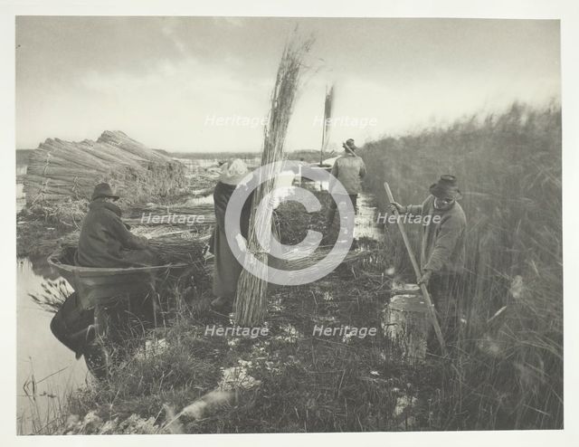 During the Reed Harvest, 1886. Creator: Peter Henry Emerson.