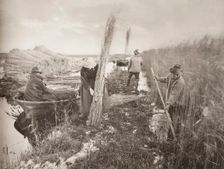 During the Reed-Harvest, 1886. Creator: Peter Henry Emerson