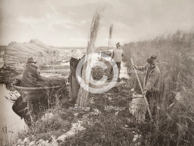 During the Reed-Harvest, 1886. Creator: Peter Henry Emerson.