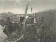 During the Reed-Harvest, 1886. Creators: Dr Peter Henry Emerson, Thomas Frederick Goodall