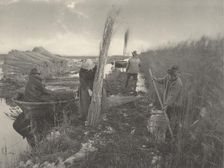 During the Reed-Harvest, 1886. Creators: Dr Peter Henry Emerson, Thomas Frederick Goodall