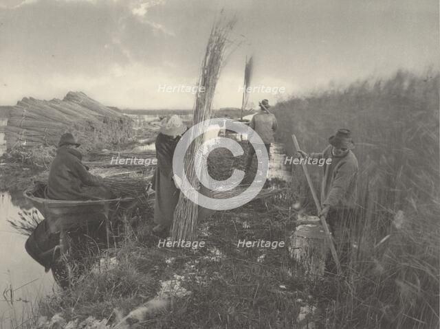 During the Reed-Harvest, 1886. Creators: Dr Peter Henry Emerson, Thomas Frederick Goodall.