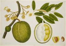 Durio Zibethinus (Bombacaceae), c1824. Creator: Unknown
