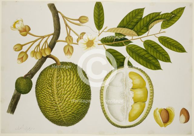 Durio Zibethinus (Bombacaceae), c1824.  Creator: Unknown.