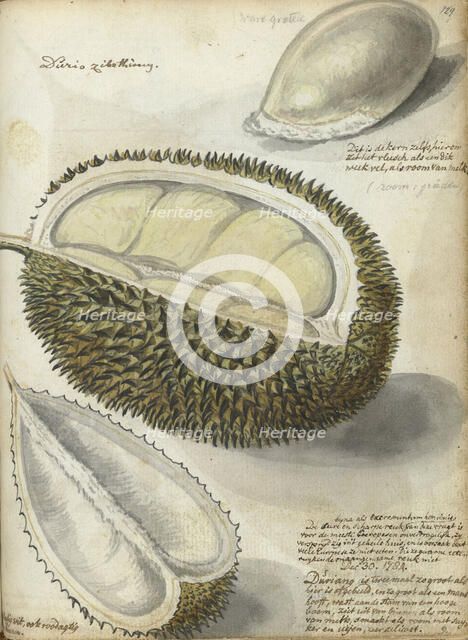 Durian, 1784. Creator: Jan Brandes.