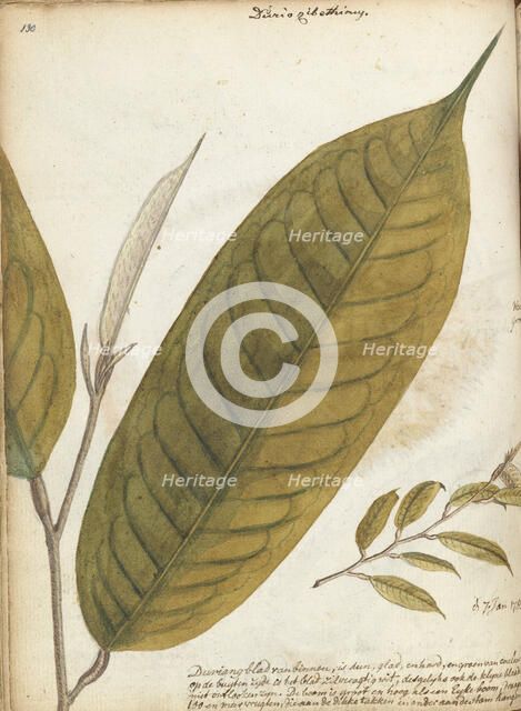 Durian leaf, 1785. Creator: Jan Brandes.