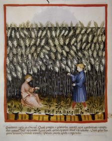 Durum wheat, 14th century. Creator: Unknown