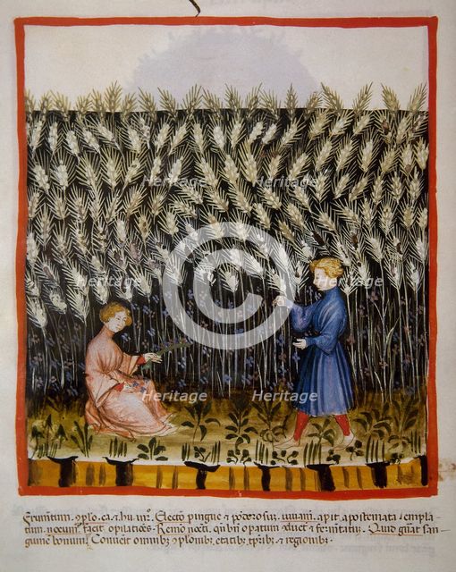 Durum wheat, 14th century.  Creator: Unknown.