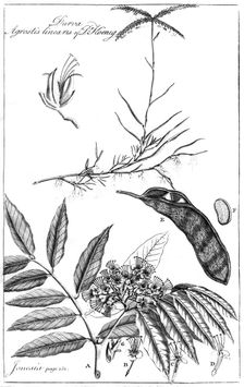 Durva Agrostis Linearis of Dr Koenig 1799
