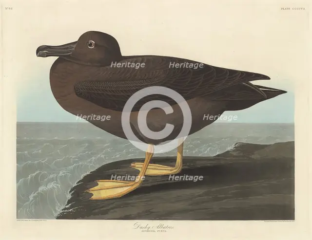 Dusky Albatros, 1838. Creator: Robert Havell.