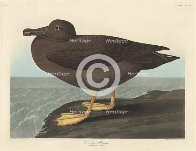 Dusky Albatros, 1838. Creator: Robert Havell.