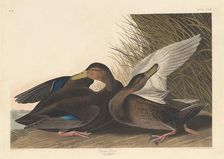 Dusky Duck, 1836. Creator: Robert Havell