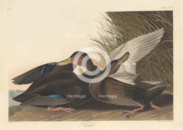 Dusky Duck, 1836. Creator: Robert Havell.