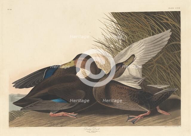 Dusky Duck, 1836. Creator: Robert Havell.