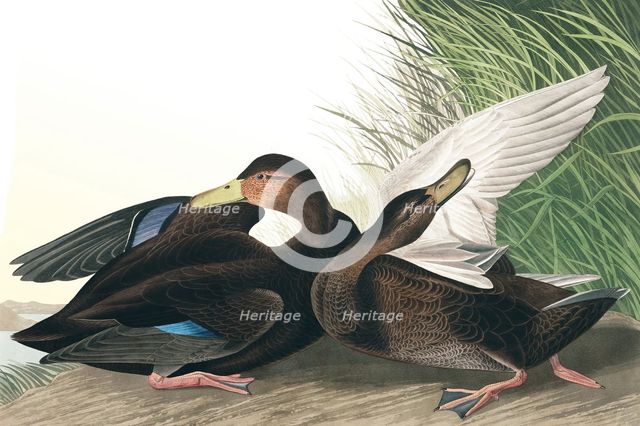 Dusky Duck,  Anas Obscura, 1845.