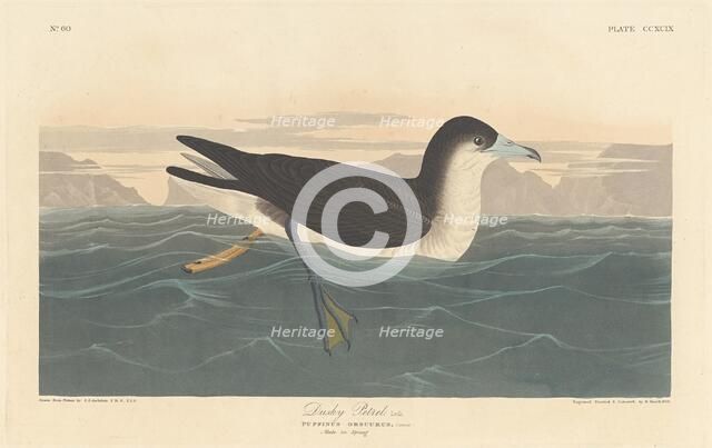 Dusky Petrel, 1836. Creator: Robert Havell.