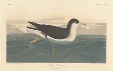 Dusky Petrel, 1836. Creator: Robert Havell