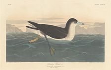 Dusky Petrel, 1836. Creator: Robert Havell