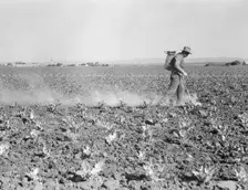 Dusting cauliflower plants near Santa Maria, California, 1937. Creator: Dorothea Lange