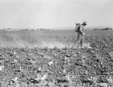 Dusting cauliflower plants near Santa Maria, California, 1937. Creator: Dorothea Lange